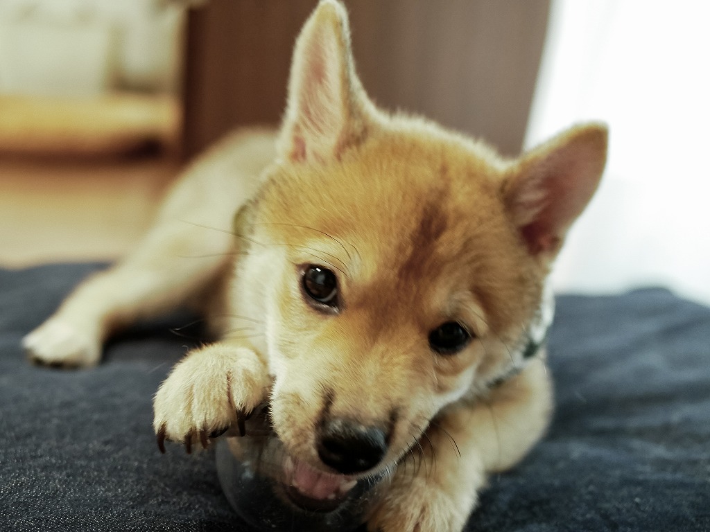 豆柴君はじめての散歩で動かない…