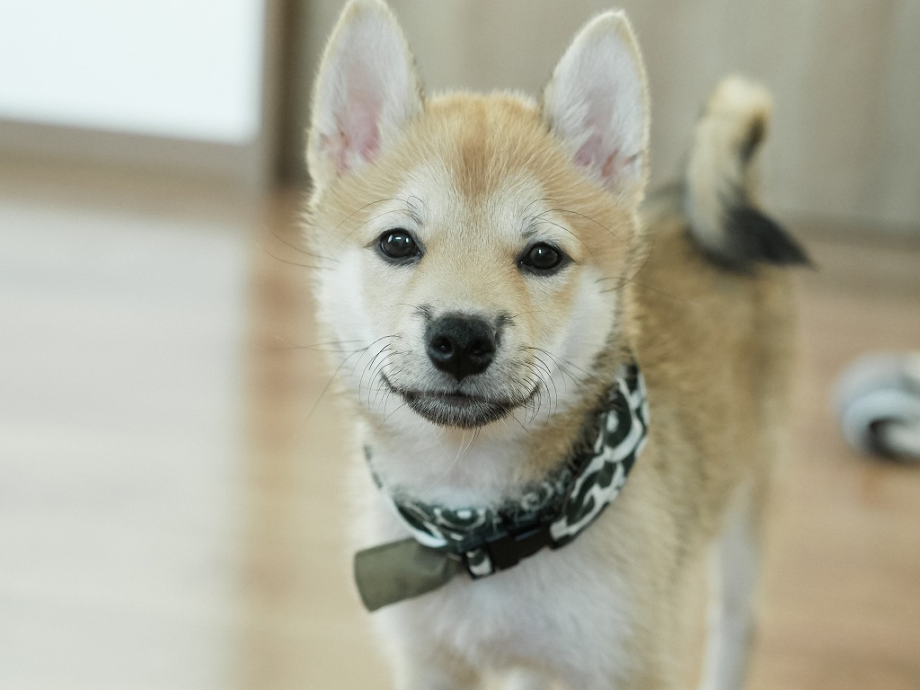 子犬の歯が二重になっているけど大丈夫？