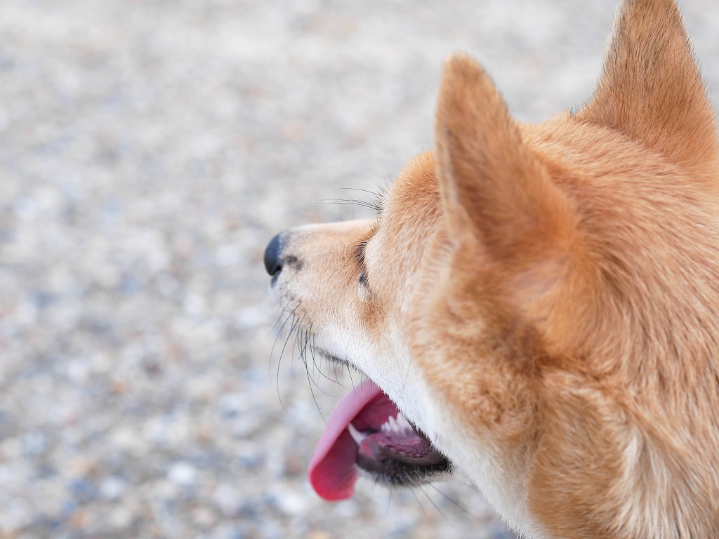 犬の舌にあざがある