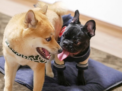 豆柴 多頭飼いについて